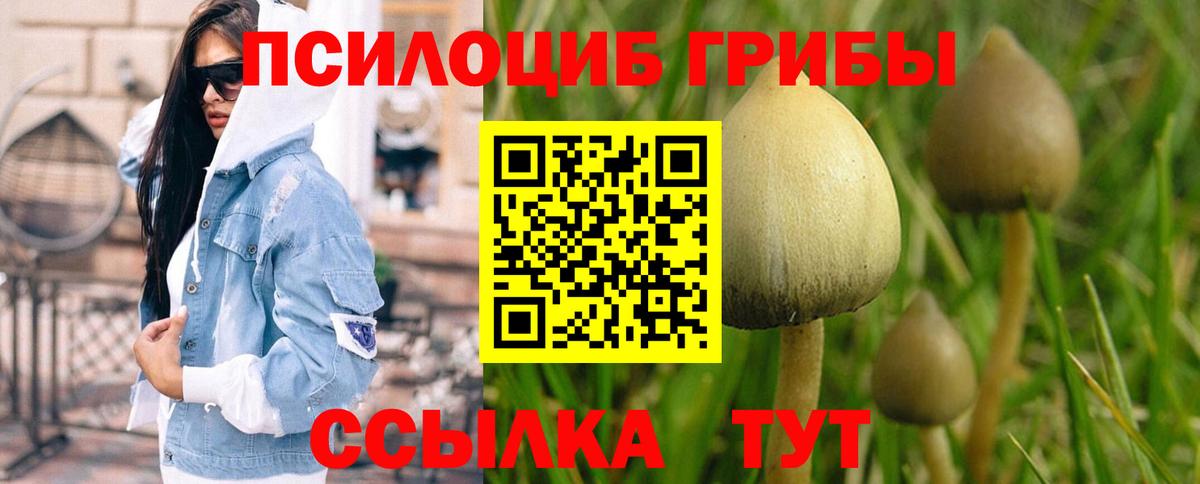 Псилоцибиновые грибы Psilocybine cubensis Междуреченск