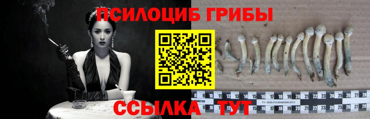 где купить наркотик  Псилоцибиновые грибы Cubensis  Междуреченск  Вход с VPN  Галлюциногенные грибы Psilocybine cubensis 